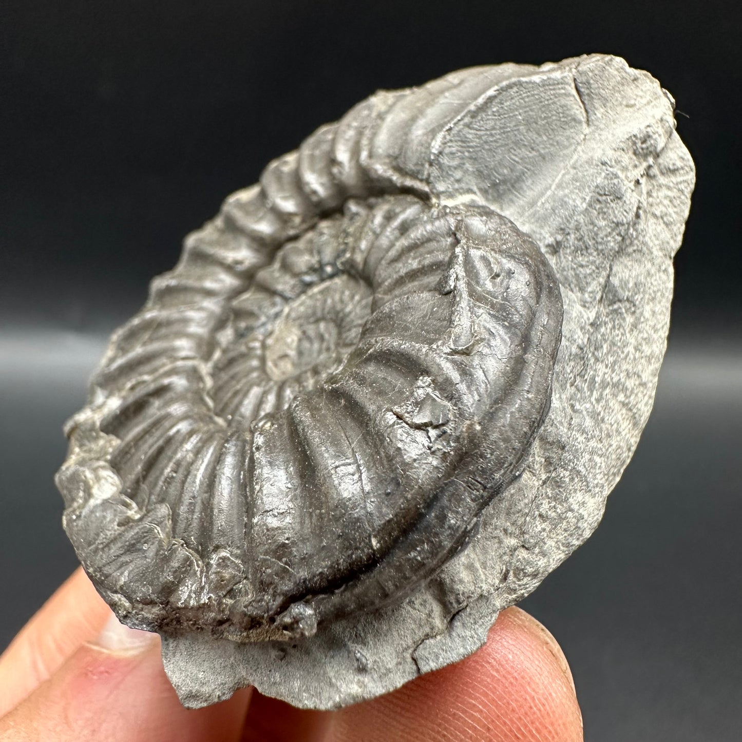 Asteroceras Ammonite fossil with box and stand - Whitby, North Yorkshire Jurassic Coast Yorkshire Fossils