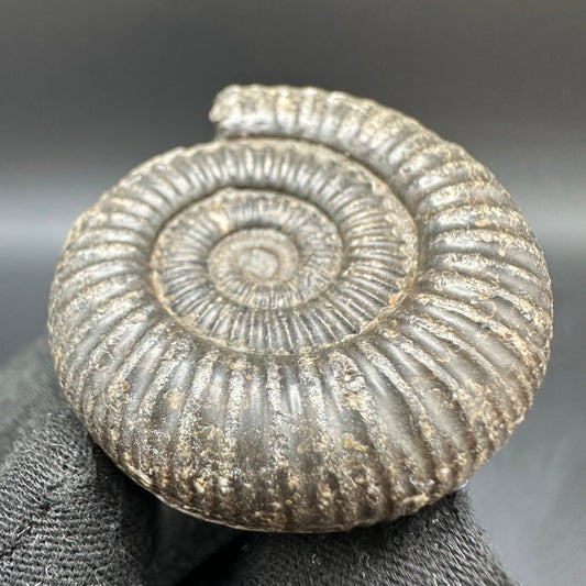 Dactylioceras Ammonite Fossil With Box And Stand - Whitby, North Yorkshire Jurassic Coast Yorkshire Fossils