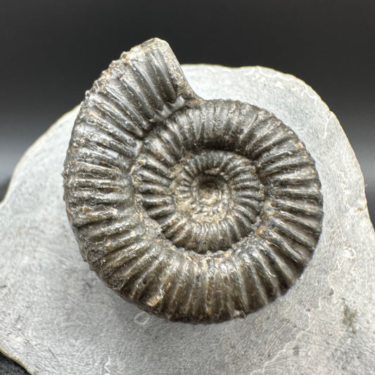 Porpoceras vortex ammonite fossil with box and stand - Whitby, North Yorkshire Jurassic Coast, Yorkshire fossils