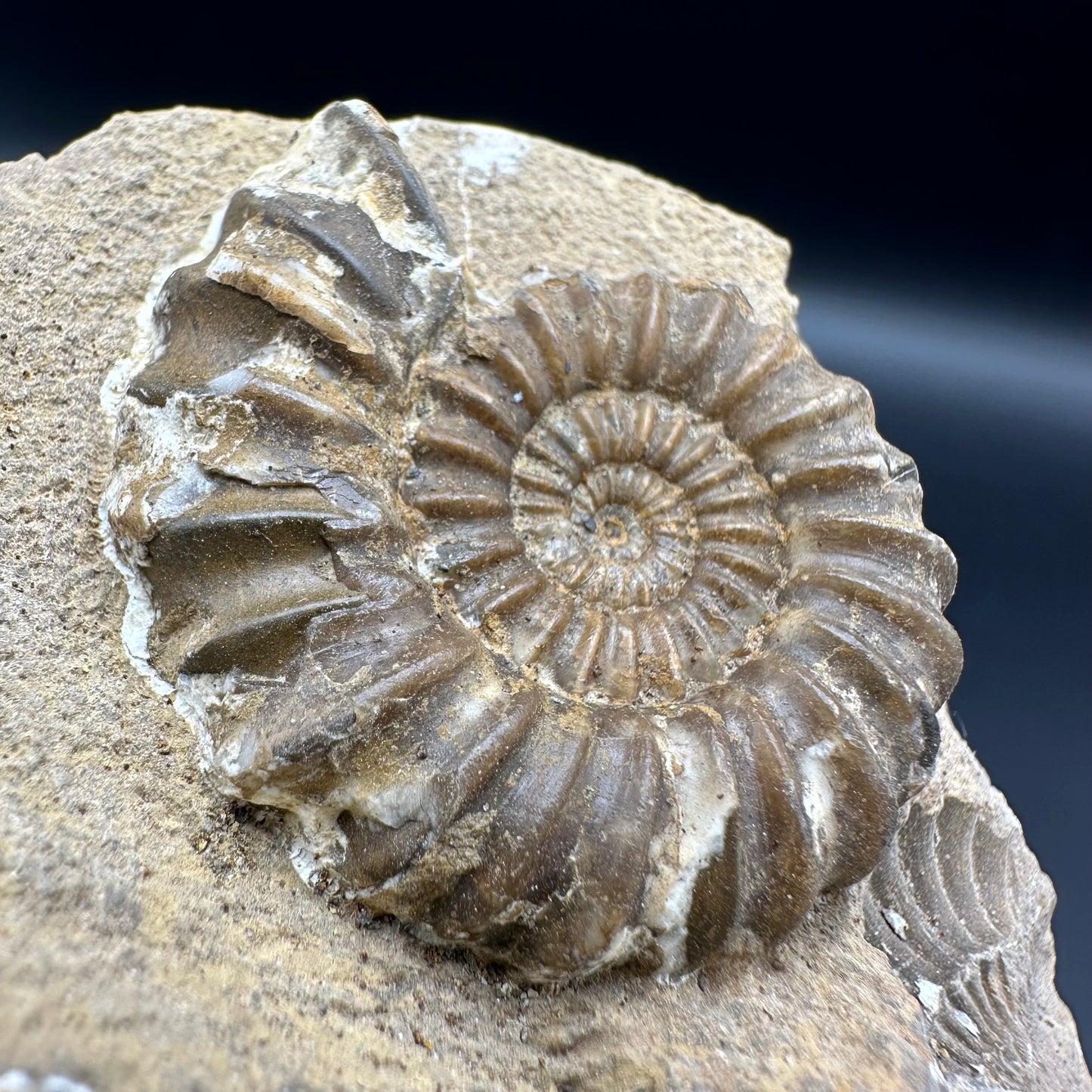 Androgynoceras Capricornus ammonite fossil with box and stand - Whitby, North Yorkshire Jurassic Coast Yorkshire Fossils