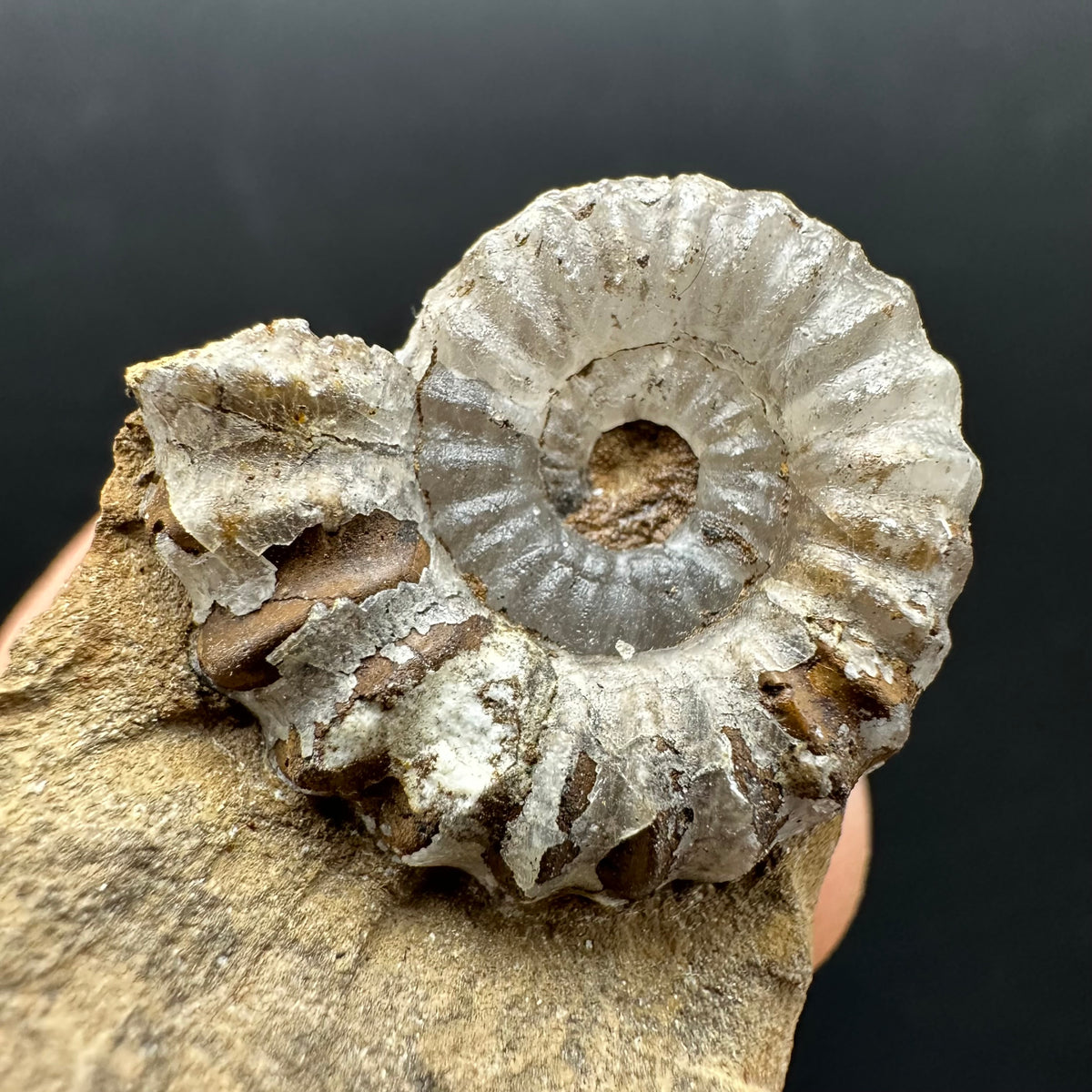 Androgynoceras capricornus Ammonite Fossil With Stand - Whitby, North Yorkshire Jurassic Coast Yorkshire Fossils