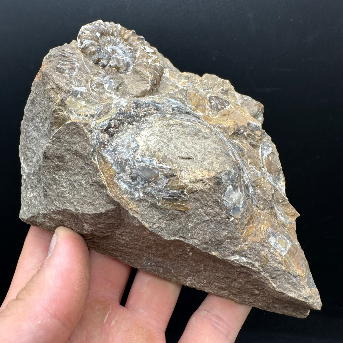 Androgynoceras capricornus Ammonite Fossil With Stand - Whitby, North Yorkshire Jurassic Coast Yorkshire Fossils