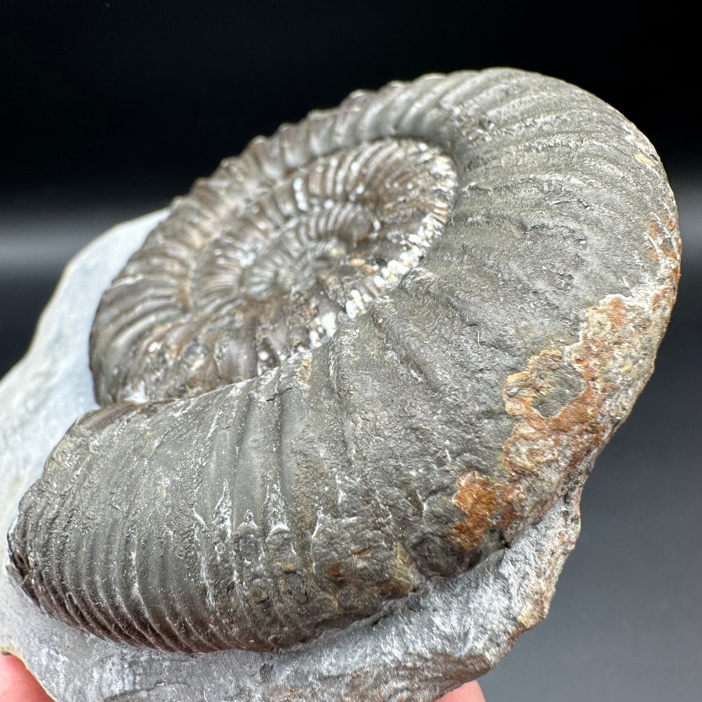 Catacoeloceras Sp. ammonite fossil with box and stand- Whitby, North Yorkshire Jurassic Coast Yorkshire Fossils