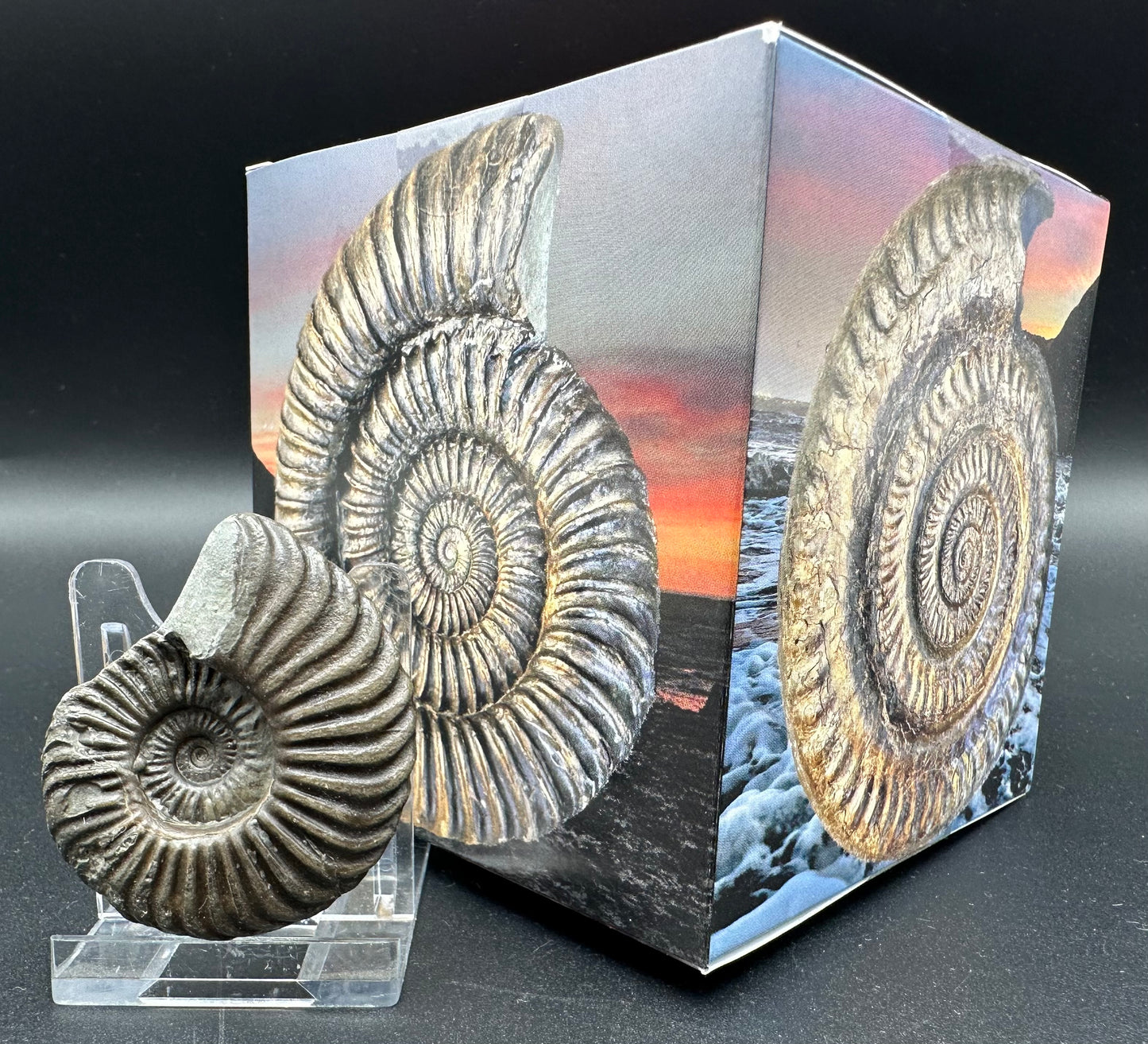 Schlothemia sp. ammonite fossil with box and stand - Whitby, North Yorkshire Jurassic Coast, Yorkshire fossils