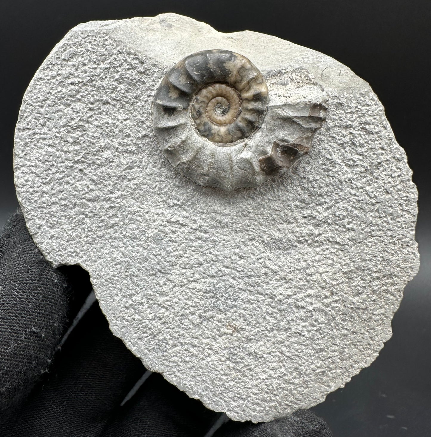 Eugassiceras Ammonite shell fossil with box and stand - Whitby, North Yorkshire Jurassic Coast Yorkshire Fossils