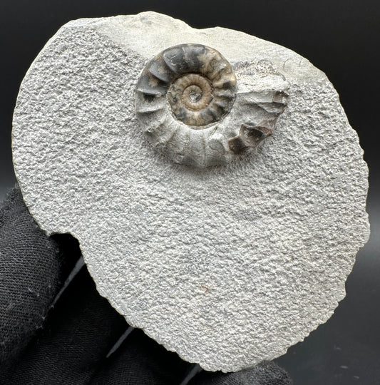 Eugassiceras Ammonite shell fossil with box and stand - Whitby, North Yorkshire Jurassic Coast Yorkshire Fossils