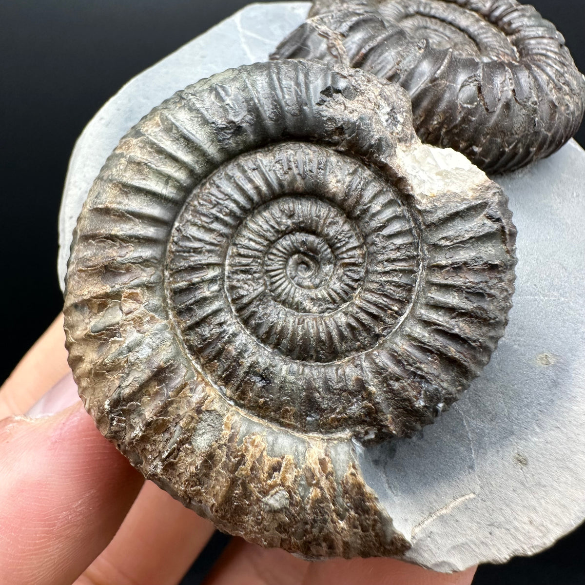 Dactylioceras Ammonite Fossil With Stand - Whitby, North Yorkshire Jurassic Coast Yorkshire Fossils