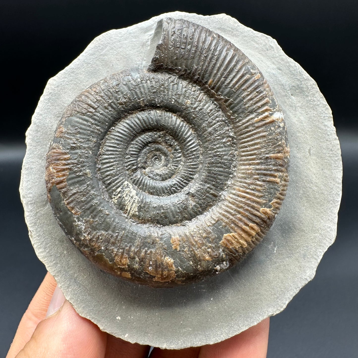 Dactylioceras tenuicostatum ammonite fossil with box and stand - Whitby, North Yorkshire Jurassic Coast