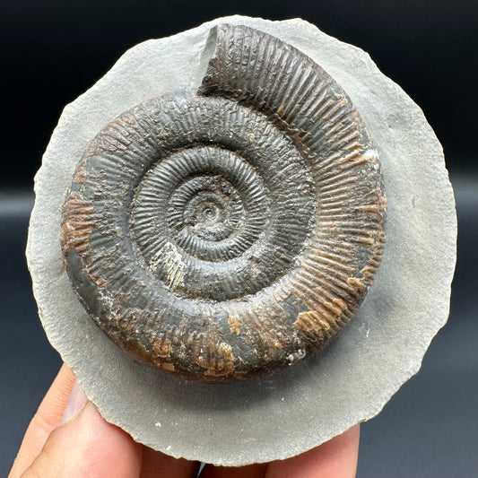 Dactylioceras tenuicostatum ammonite fossil with box and stand - Whitby, North Yorkshire Jurassic Coast