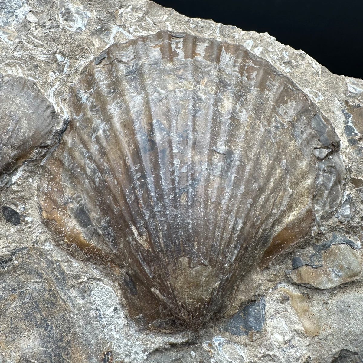 Shell fossil with stand - Whitby, North Yorkshire, Jurassic Coast, Yorkshire Fossils