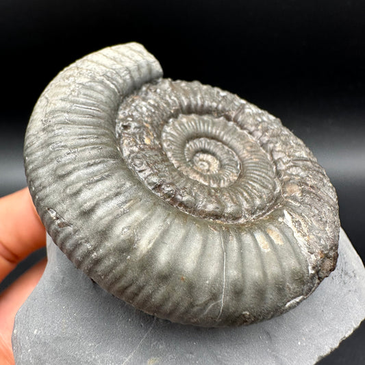 Peronoceras fibulatum Ammonite fossil with box and stand - Whitby, North Yorkshire Jurassic Coast Yorkshire Fossils