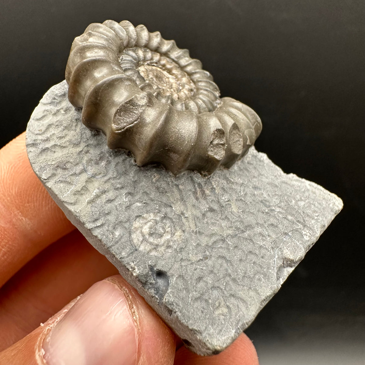 Gagaticeras Ammonite fossil with box and stand - Whitby, North Yorkshire Jurassic Coast Yorkshire Fossils