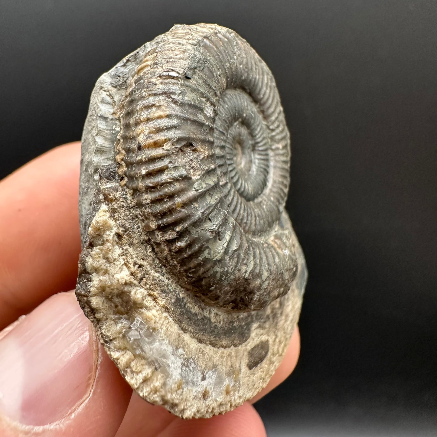 Dactylioceras Ammonite Fossil Gift Set - Whitby, North Yorkshire Jurassic Coast Yorkshire Fossils