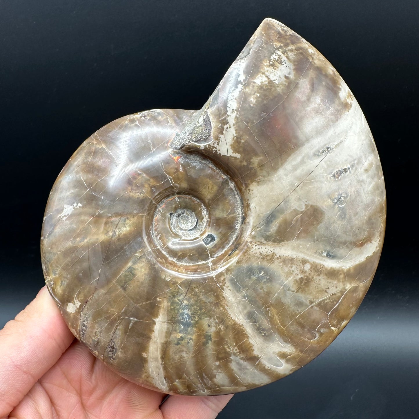 Cleoniceras Ammonite Fossil With Stand - Cretaceous Ammonite Madagascar