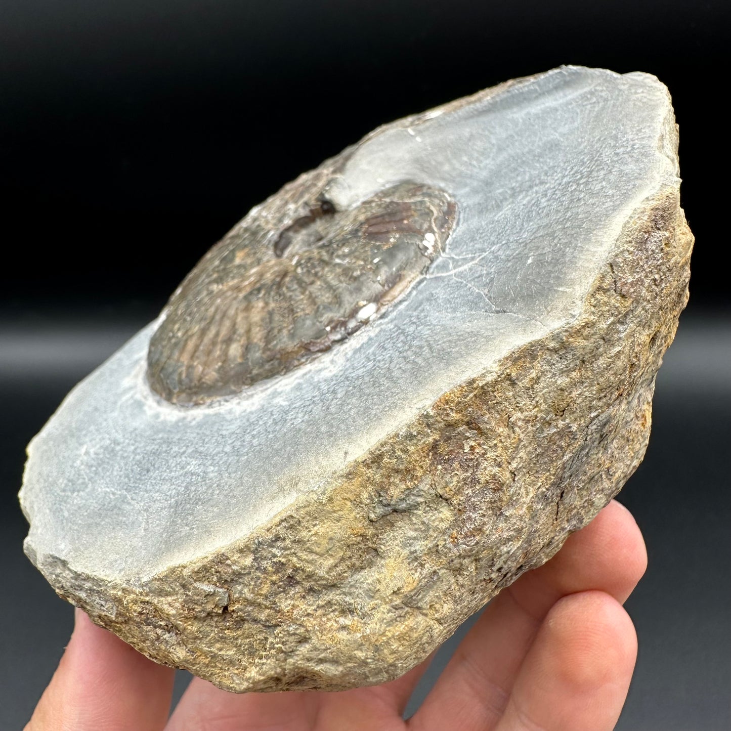 Pseudolioceras lythense ammonite fossil - Whitby, North Yorkshire, Yorkshire Fossils on the Jurassic Coast