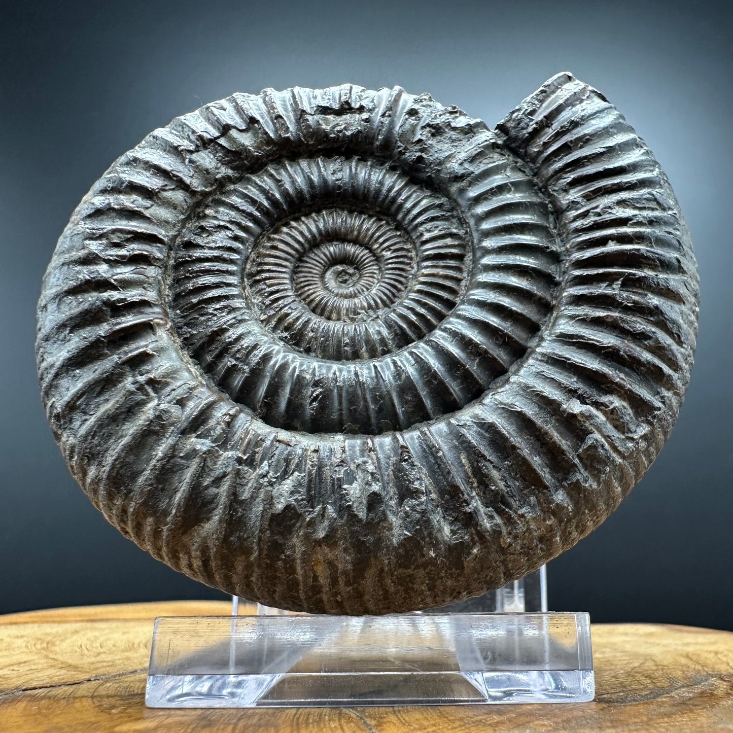 Dactylioceras Ammonite Fossil With box and Stand - Whitby, North Yorkshire Jurassic Coast Yorkshire Fossils