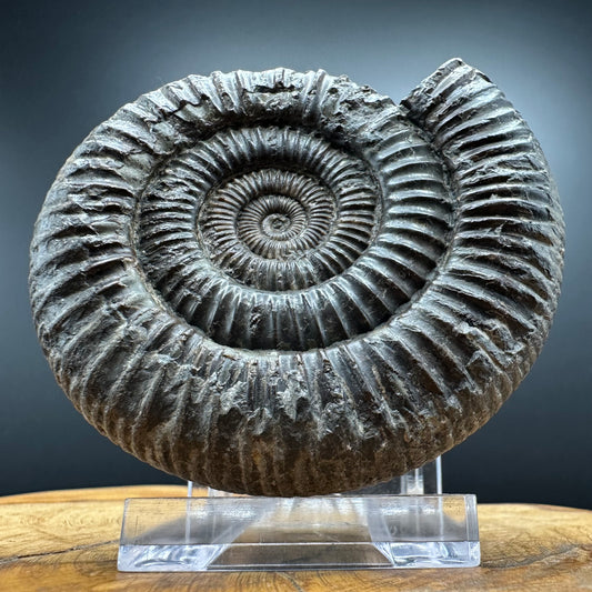 Dactylioceras Ammonite Fossil With box and Stand - Whitby, North Yorkshire Jurassic Coast Yorkshire Fossils