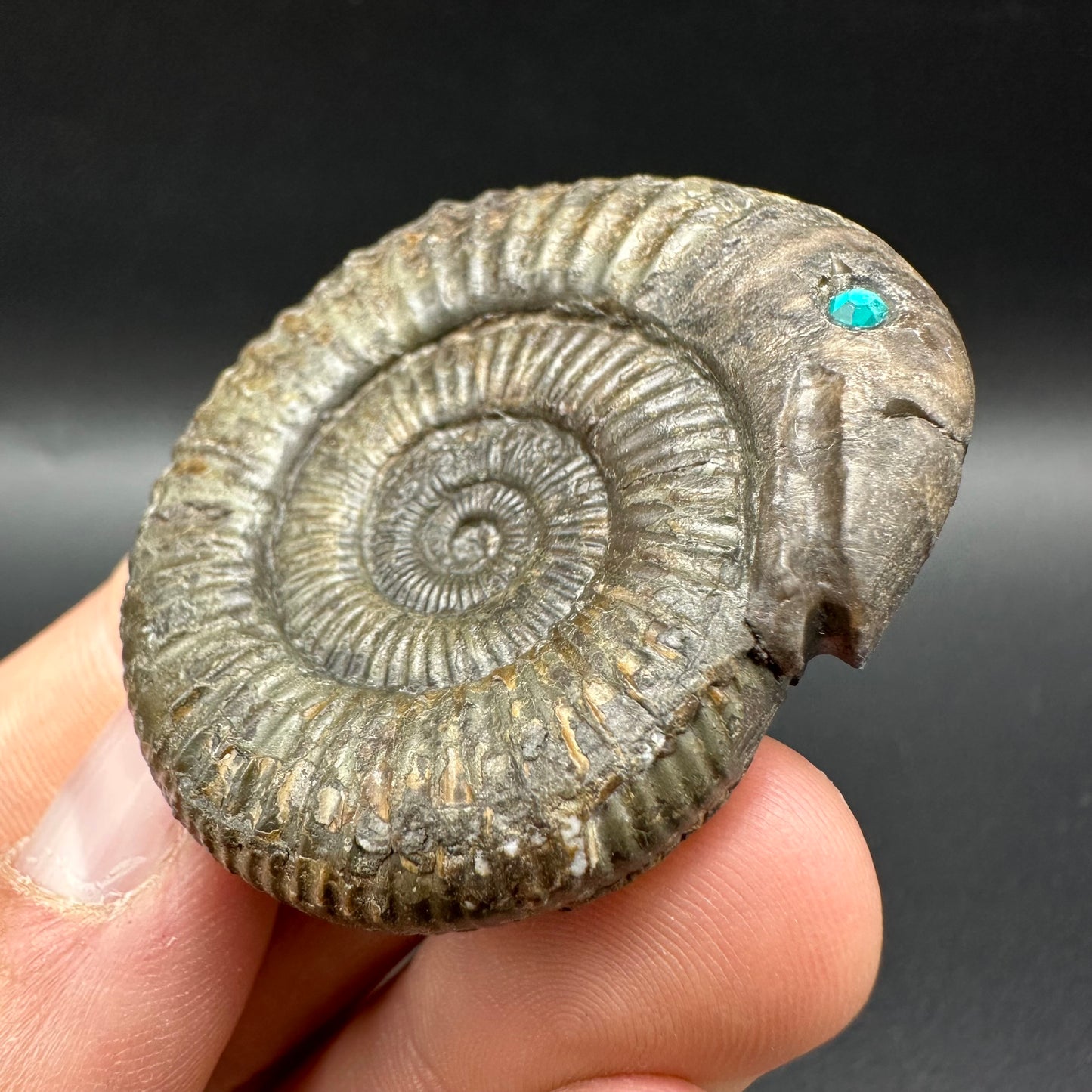 Snakestone Ammonite Fossil With Bag/Box And Stand - Whitby, North Yorkshire Jurassic Coast Yorkshire Fossils
