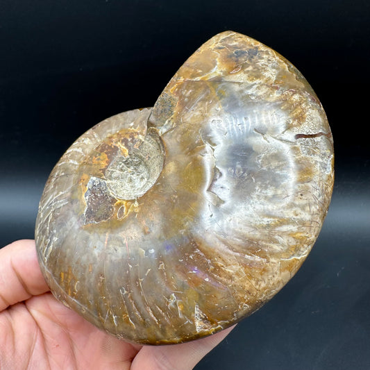 Cleoniceras Ammonite Fossil With Box And Stand - Cretaceous Ammonite Madagascar