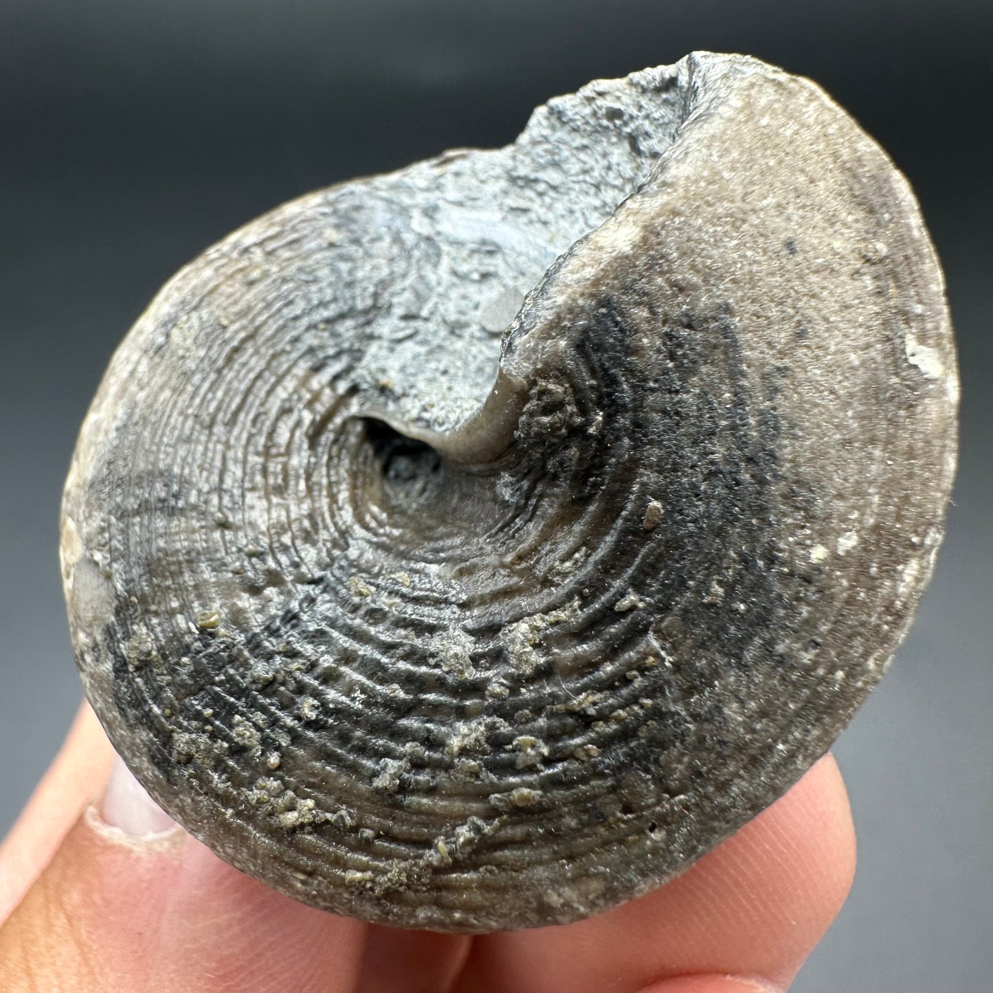 Gastropod Fossil Shell With Tin And Stand - Whitby, North Yorkshire, Jurassic Coast, Yorkshire Fossils