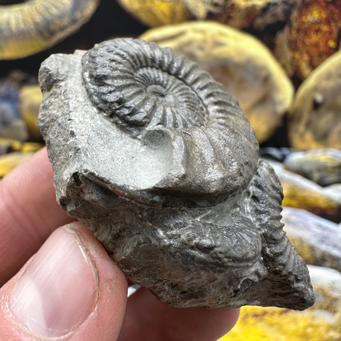 Pleuroceras hawskerense ammonite fossil - Whitby, North Yorkshire Jurassic Coast, Yorkshire fossils