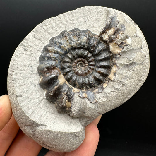 Androgynoceras maculatum ammonite fossil with box and stand - Whitby, North Yorkshire Jurassic Coast Yorkshire Fossils