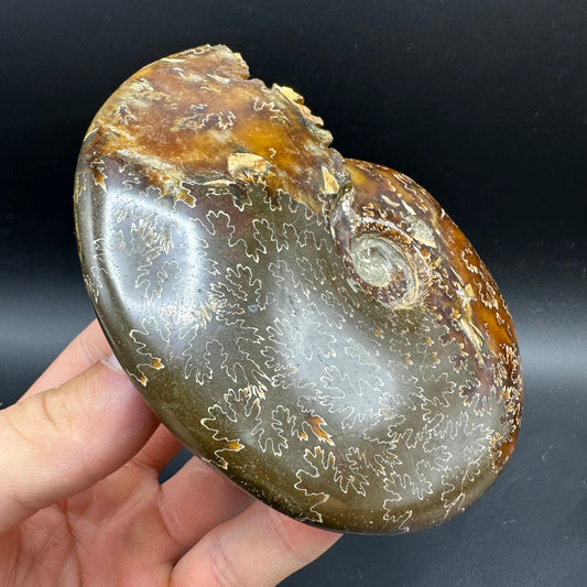 Cleoniceras Ammonite Fossil With Box And Stand - Cretaceous Ammonite Madagascar