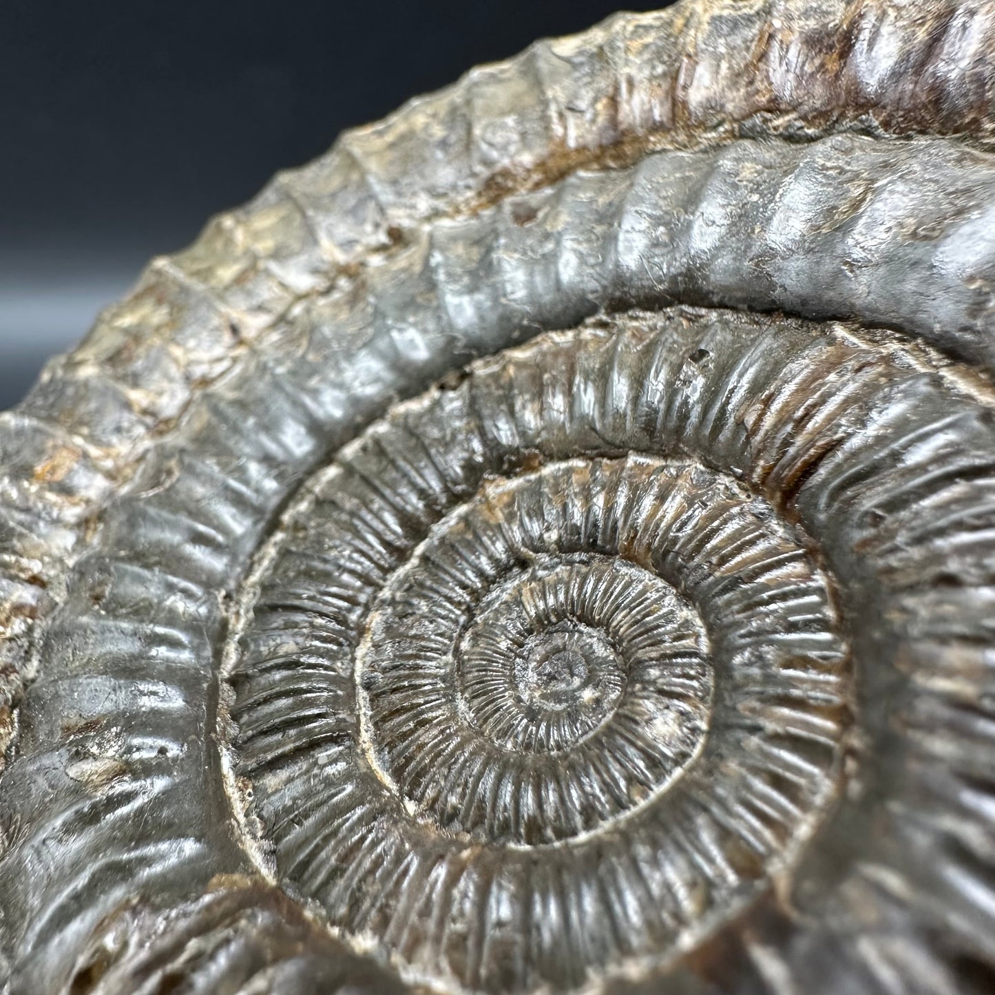 Dactylioceras Ammonite Fossil With Box And Stand - Whitby, North Yorkshire Jurassic Coast Yorkshire Fossils