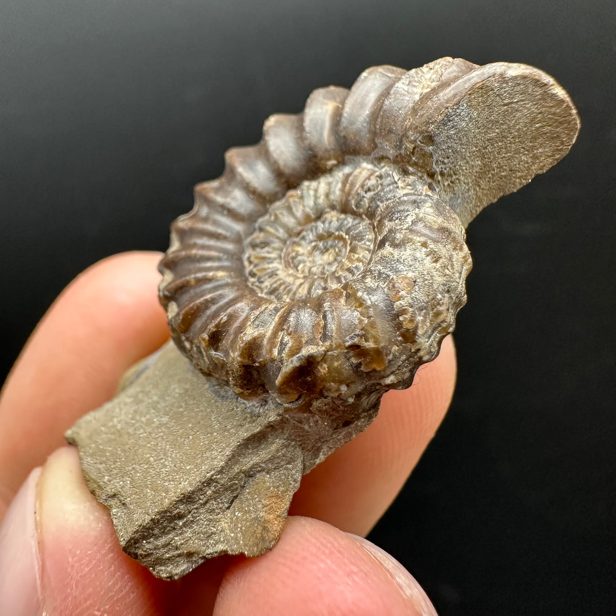 Androgynoceras capricornus Ammonite Fossil With Stand - Whitby, North Yorkshire Jurassic Coast Yorkshire Fossils