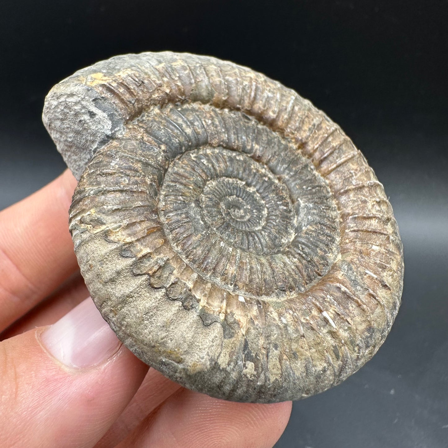 Dactylioceras Ammonite Fossil With box and Stand - Whitby, North Yorkshire Jurassic Coast Yorkshire Fossils