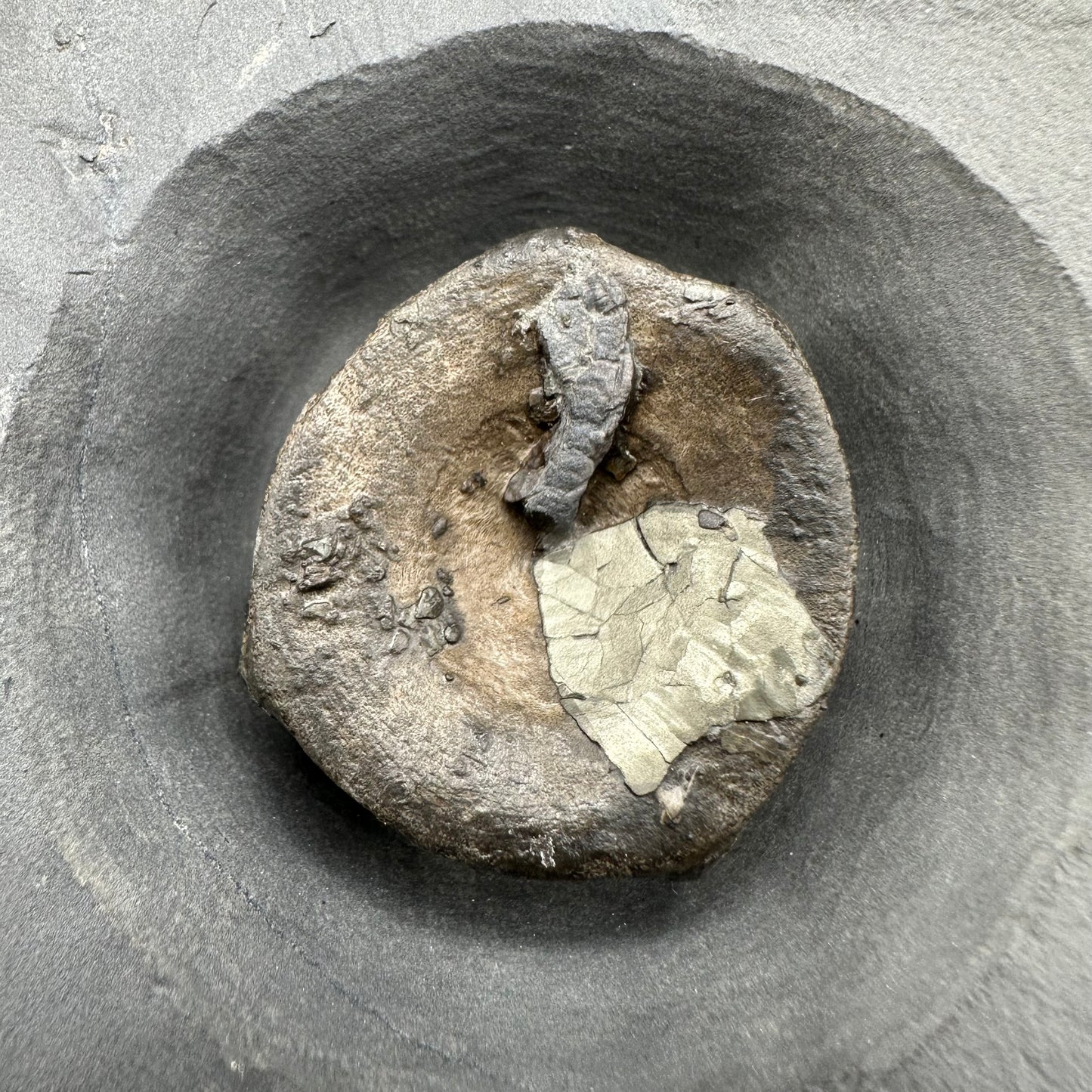 Golden Egg (IMPLANT) Ichthyosaur Vertebra fossil with stand - Whitby, North Yorkshire Jurassic Coast