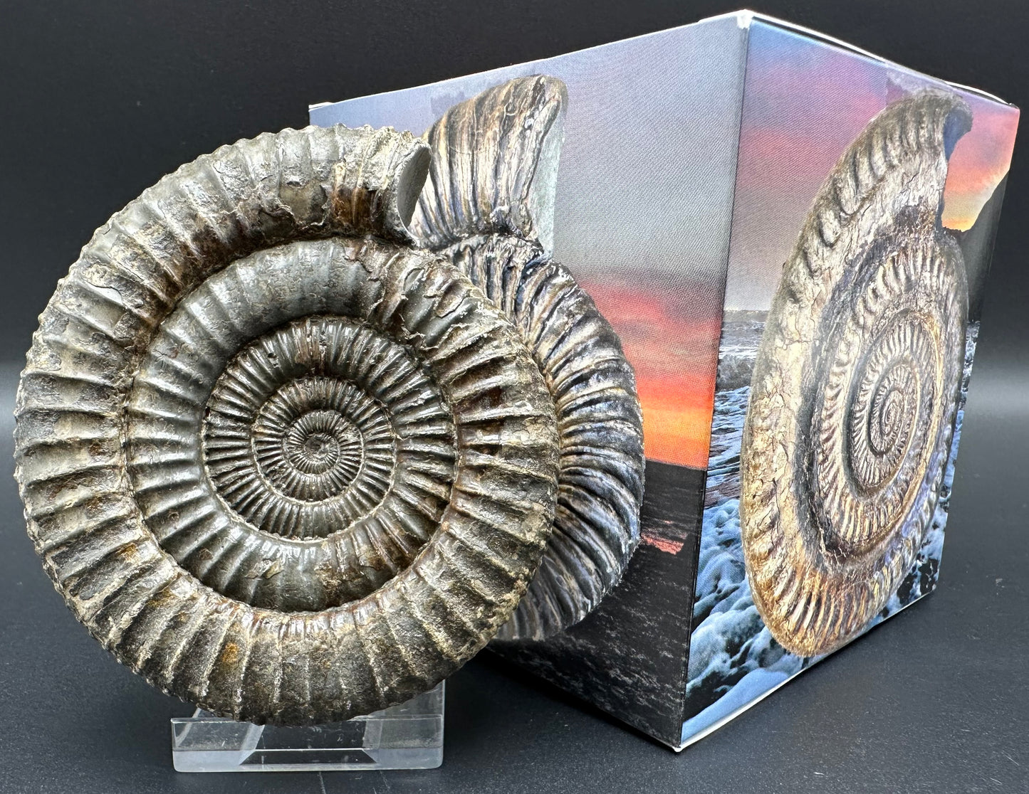 Dactylioceras Ammonite Fossil With Box And Stand - Whitby, North Yorkshire Jurassic Coast Yorkshire Fossils