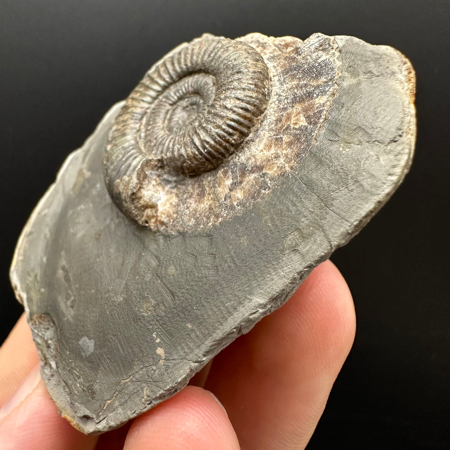 Dactylioceras Ammonite Fossil Gift Set - Whitby, North Yorkshire Jurassic Coast Yorkshire Fossils