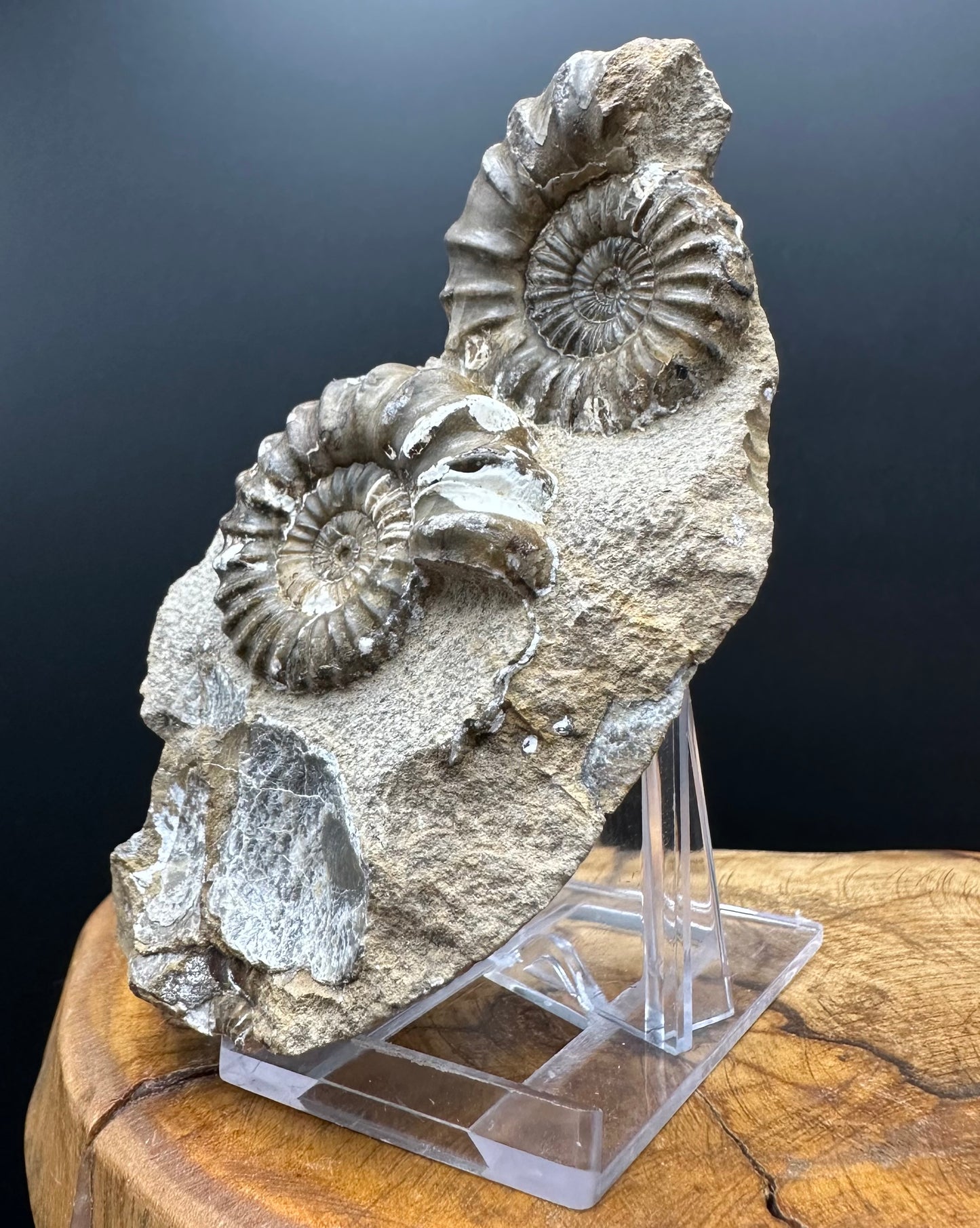 Androgynoceras capricornus Ammonite Fossil With Box And Stand - Whitby, North Yorkshire Jurassic Coast Yorkshire Fossils