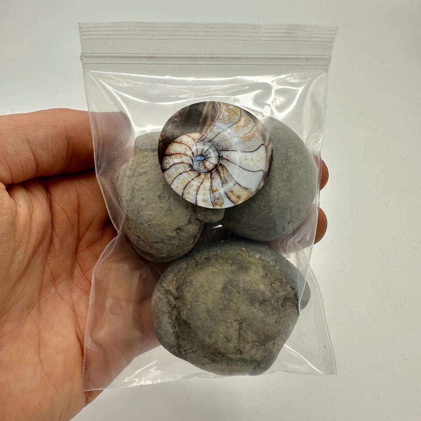 Yorkshire Fossils Box Bundle - Ammonite shell fossil Jurassic Coast, North Yorkshire