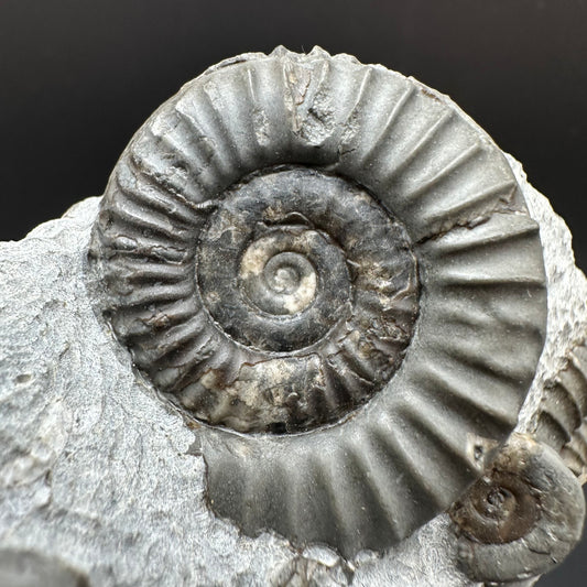 Arnioceras ammonite shell fossil with stand - Whitby, North Yorkshire Jurassic Coast Yorkshire Fossils