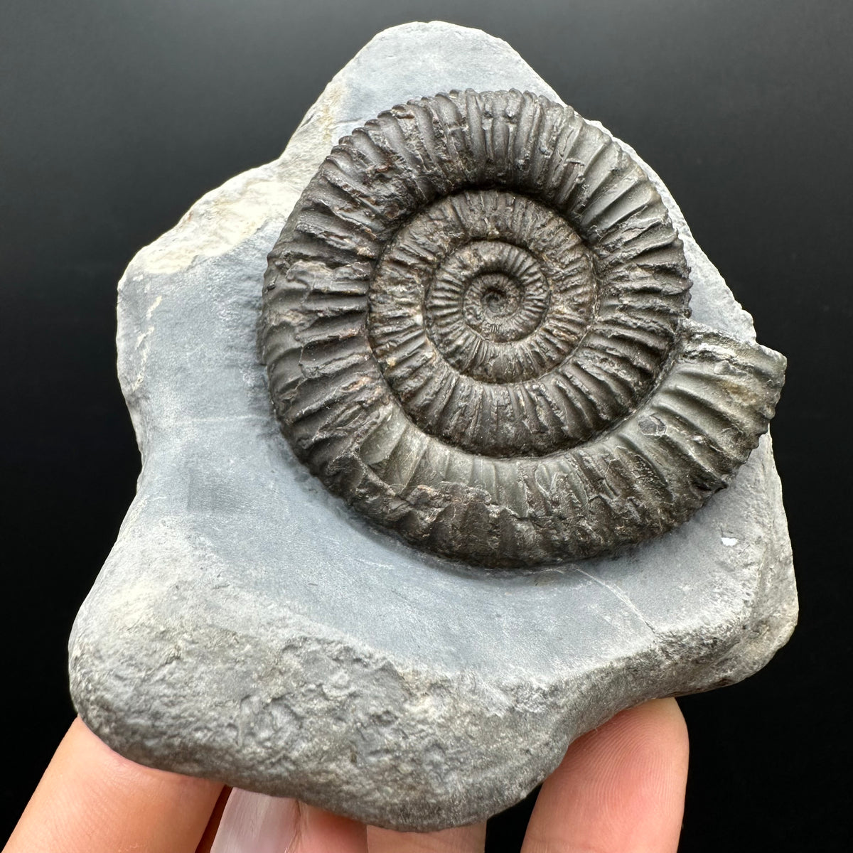 Dactylioceras Ammonite Fossil With box and Stand - Whitby, North Yorkshire Jurassic Coast Yorkshire Fossils