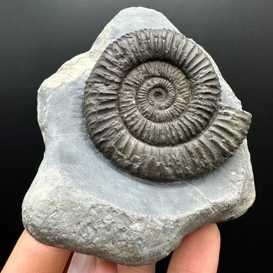 Dactylioceras Ammonite Fossil With box and Stand - Whitby, North Yorkshire Jurassic Coast Yorkshire Fossils