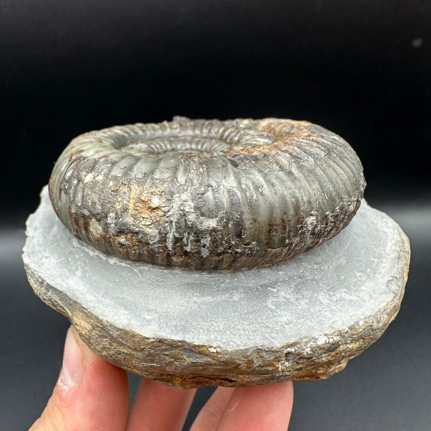 Catacoeloceras Sp. ammonite fossil with box and stand- Whitby, North Yorkshire Jurassic Coast Yorkshire Fossils