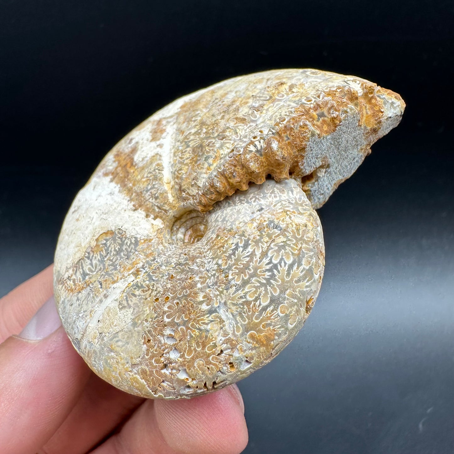 Phylloceras Ammonite Fossil With Box And Stand - Cretaceous Ammonite Madagascar