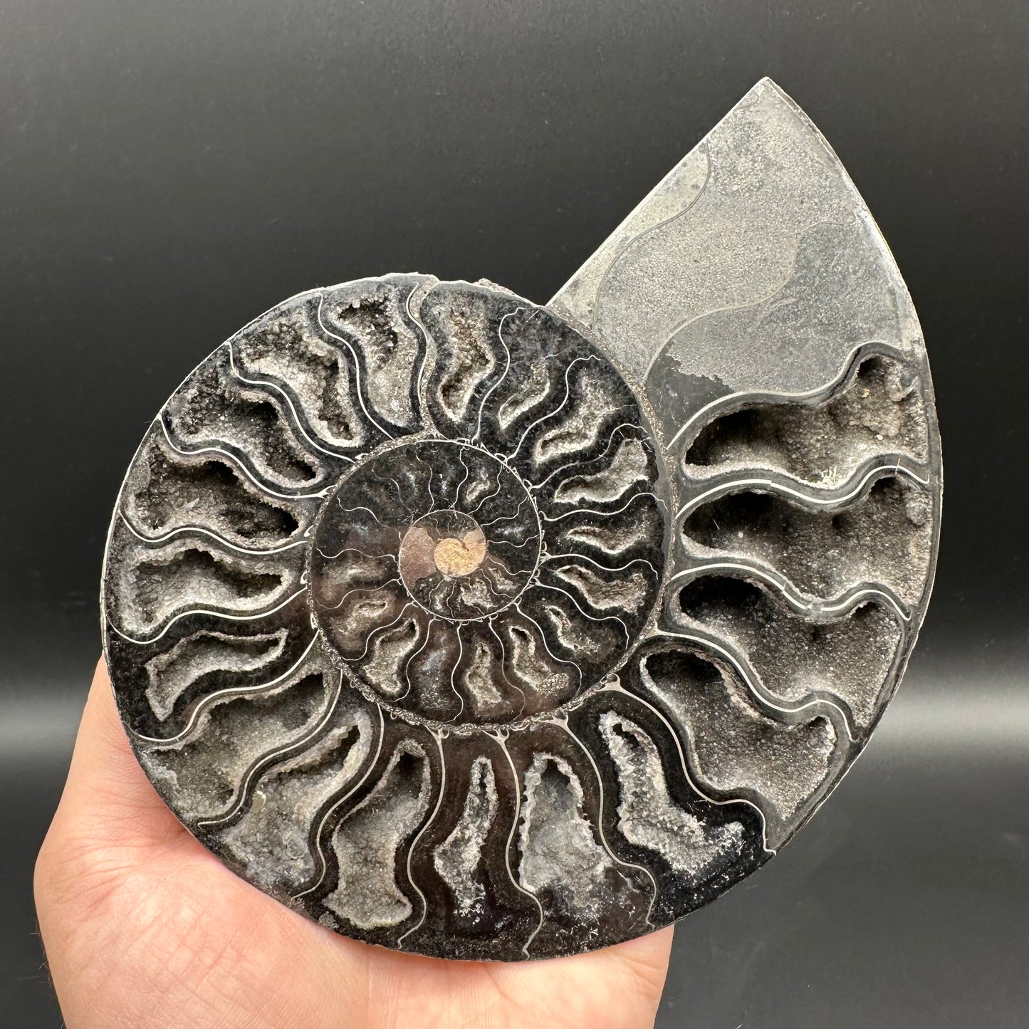 Cleoniceras Ammonite Cut And Polished Fossil Pair With Stand - Cretaceous Ammonite Madagascar