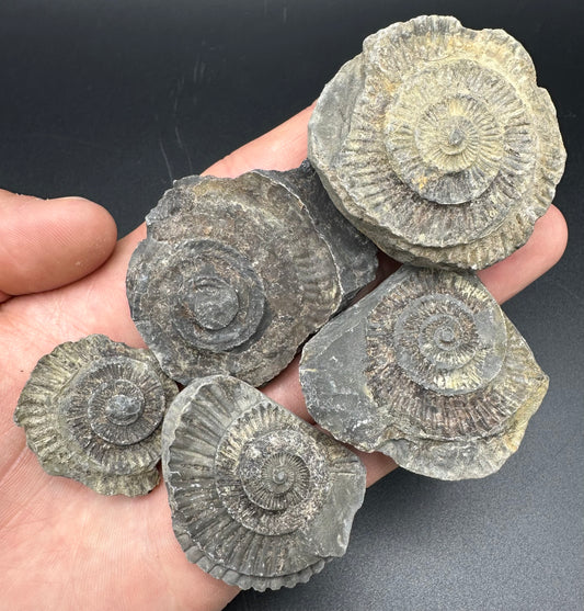 Dactylioceras imprint (negative) bundle ammonite shell fossil with box - Whitby, North Yorkshire, Yorkshire Fossils
