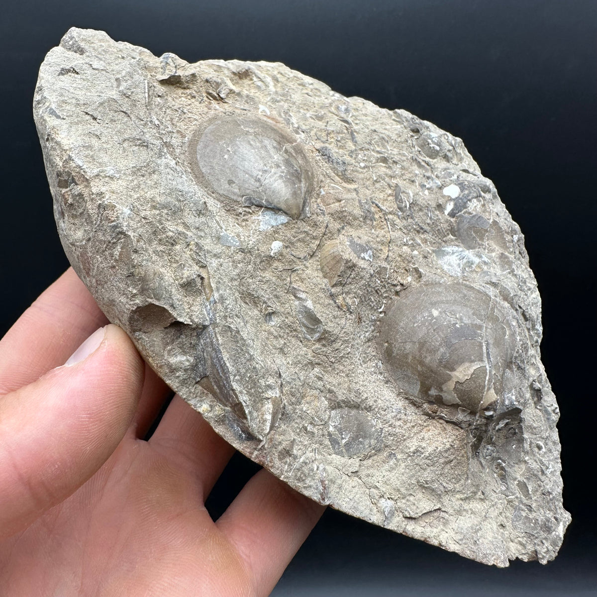 Shell fossil with stand - Whitby, North Yorkshire, Jurassic Coast, Yorkshire Fossils