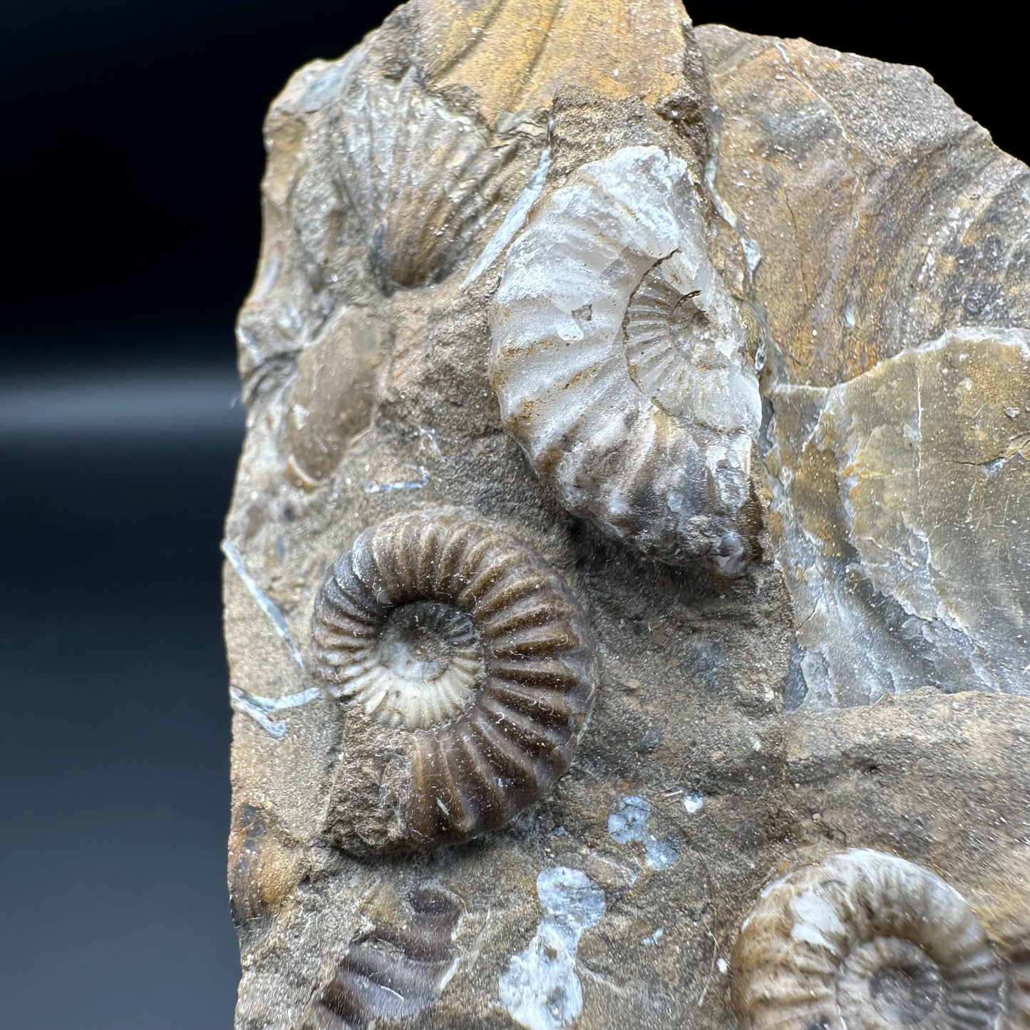 Androgynoceras Capricornus ammonite fossil - Whitby, North Yorkshire Jurassic Coast Yorkshire Fossils