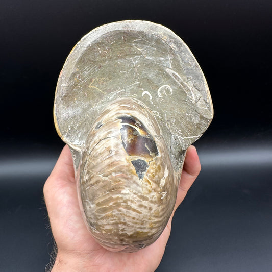 Cenoceras Nautilus Fossil With Stand - Middle Cretaceous Madagascar