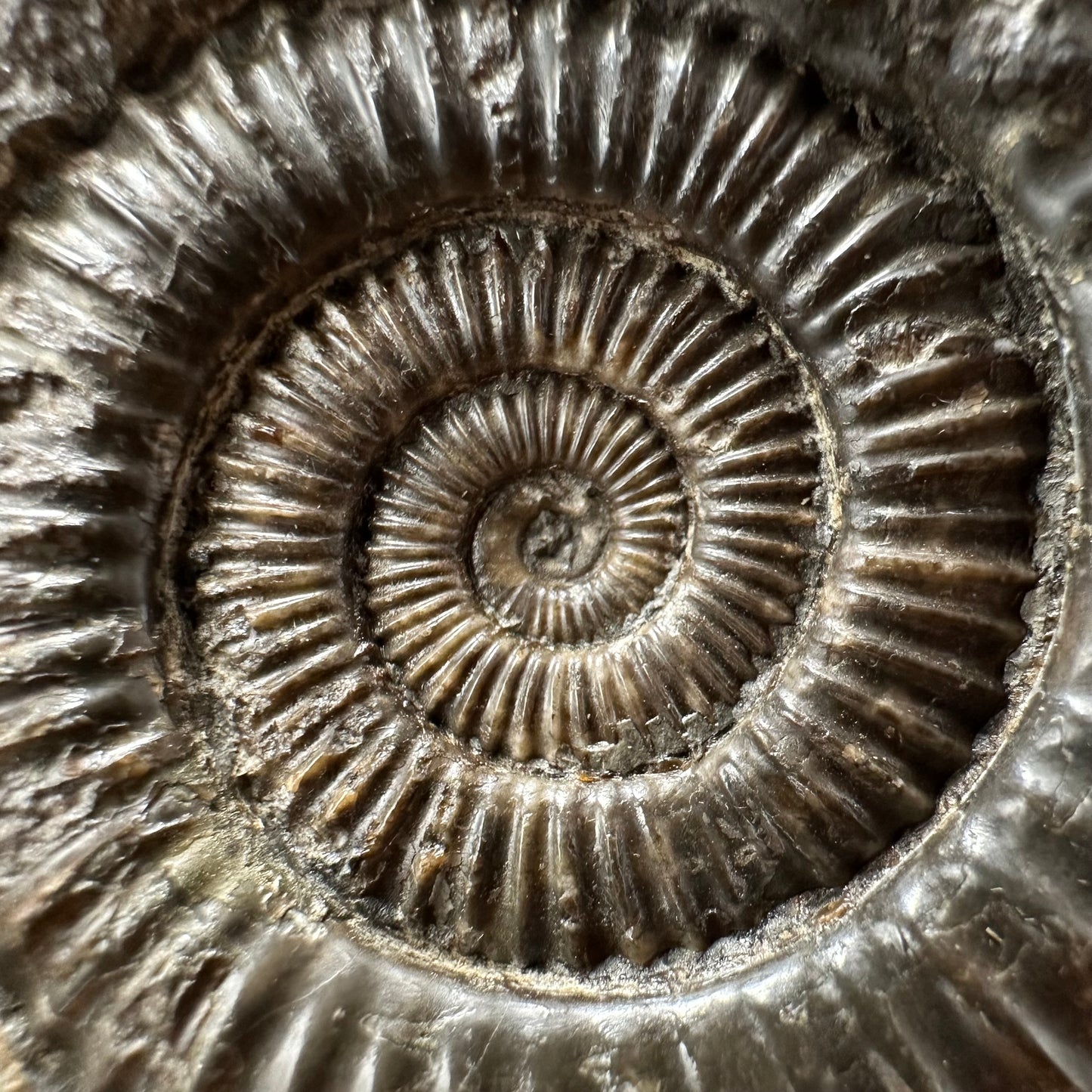Dactylioceras Ammonite Fossil With box and Stand - Whitby, North Yorkshire Jurassic Coast Yorkshire Fossils