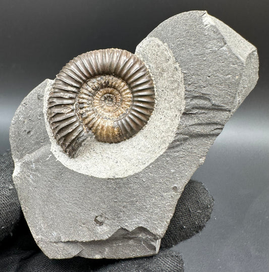 Gracile Multi-block Ammonite Fossil With Box And Stand - Whitby, North Yorkshire Jurassic Coast Yorkshire Fossils