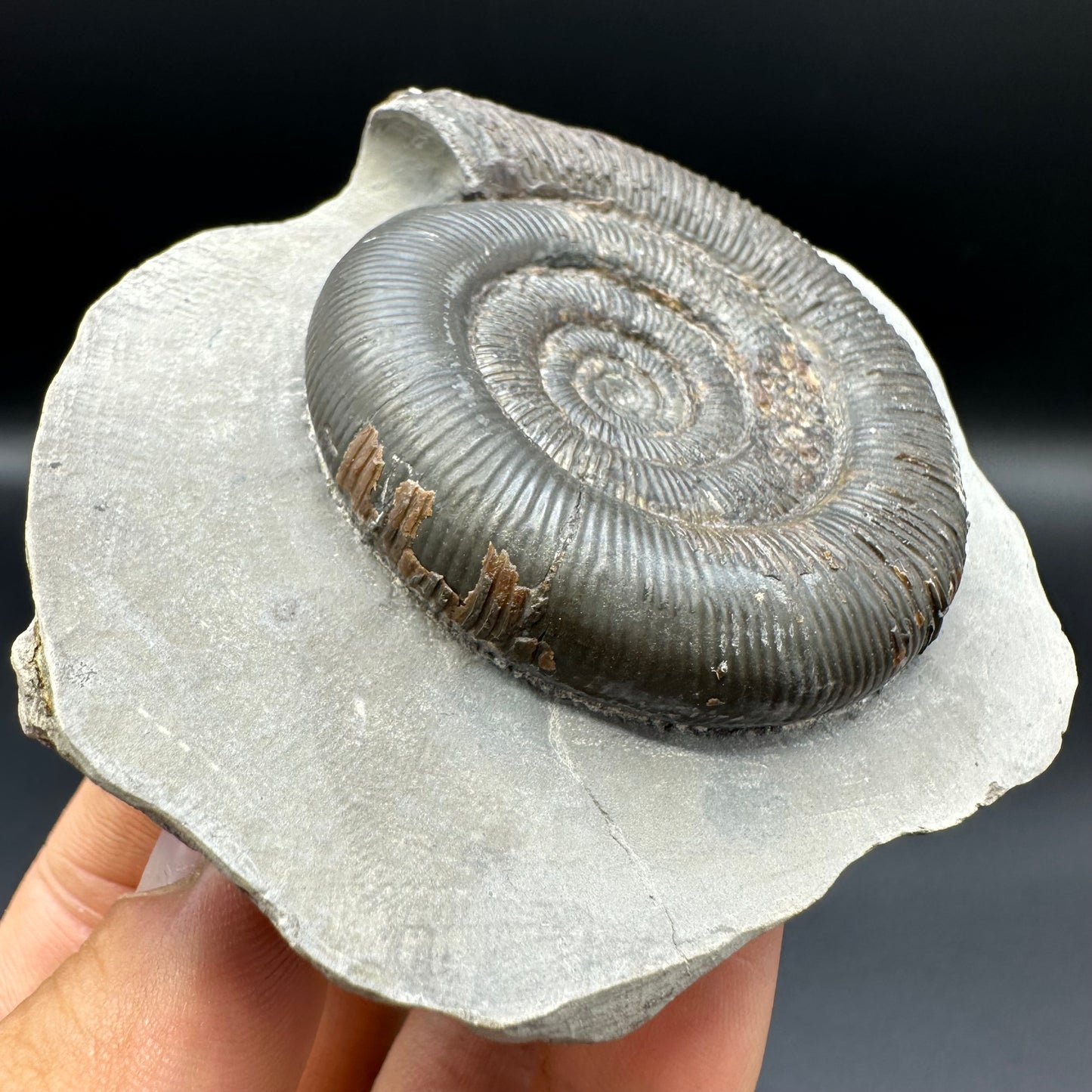 Dactylioceras tenuicostatum ammonite fossil with box and stand - Whitby, North Yorkshire Jurassic Coast