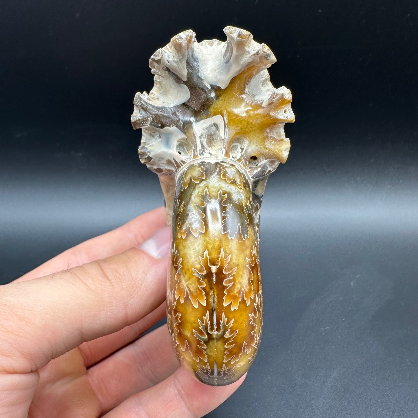 Puzosia Ammonite Fossil With Box And Stand - Cretaceous Ammonite Madagascar