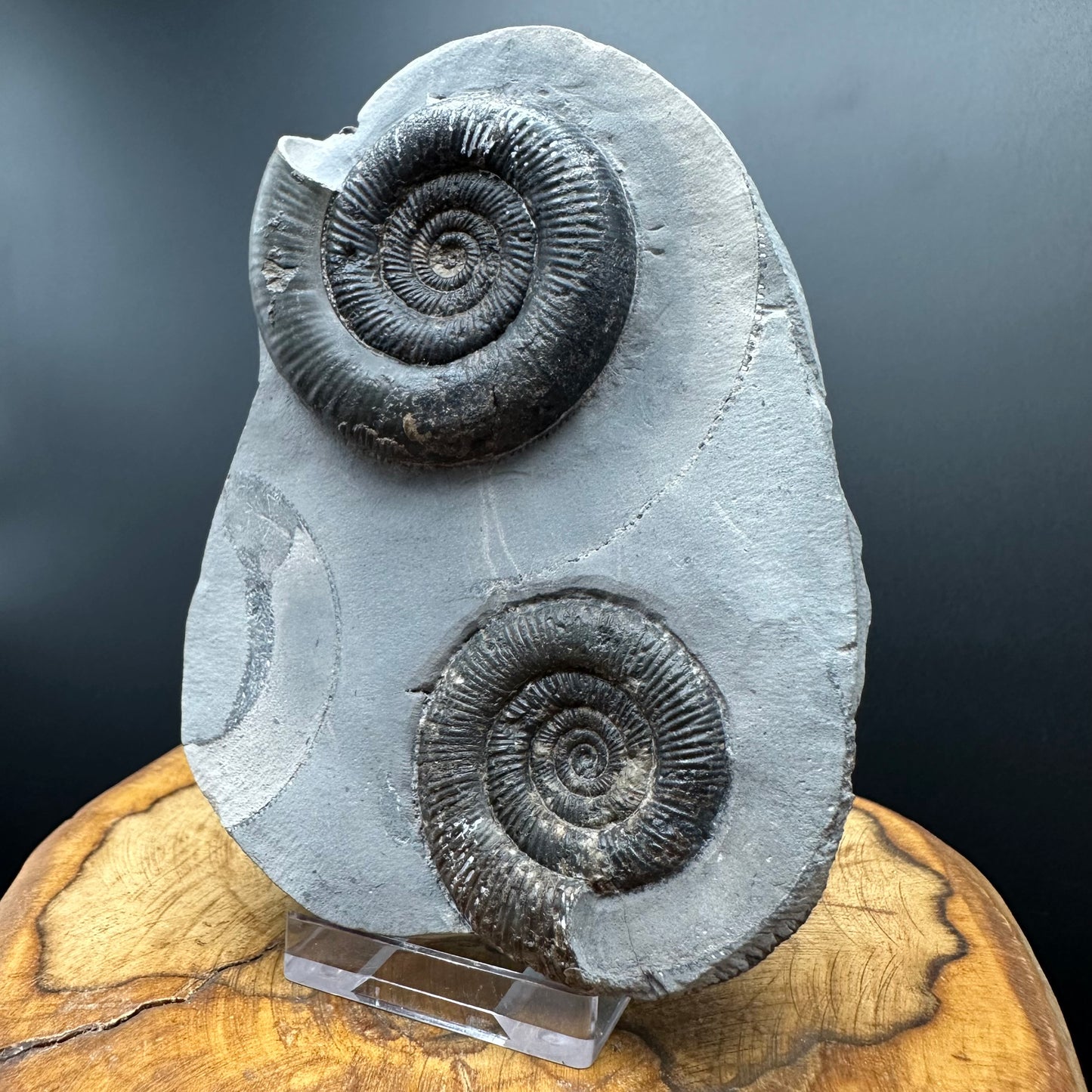 Dactylioceras tenuicostatum Ammonite fossil with box and stand - Whitby, North Yorkshire Jurassic Coast